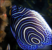 History and tips about Mauritius.