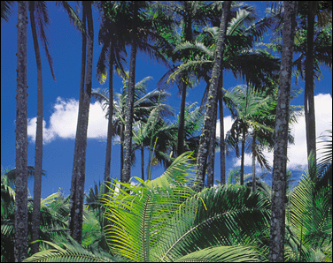 mauritius accommodation guide