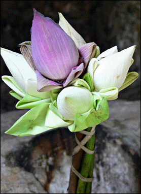 Travel port-louis MRU